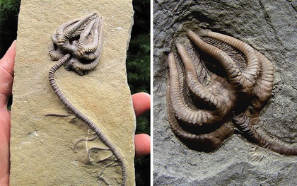 Mở mang tầm mắt với 8 mẫu hóa thạch kỳ lạ, cái cuối cùng khiến ta vừa sợ vừa tò mò