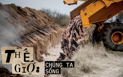 Cả triệu con chồn bị thảm sát tại Đan Mạch bỗng "sống dậy" ngay tại mồ chôn tập thể: Cảnh tượng kinh dị gì đây?