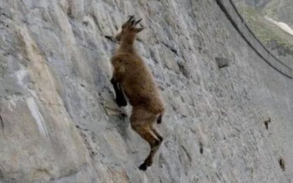 Alpine Ibex: Bất chấp các vấn đề về trọng lực, loài động vật này vẫn có thể leo lên các bức tường thẳng đứng