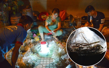 Cận cảnh chợ côn trùng độc nhất Sài Gòn, mỗi ngày chỉ họp đúng 2 tiếng lúc nửa đêm