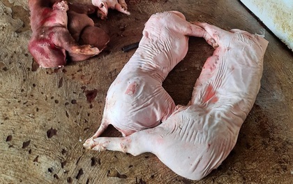 Phát hiện gần 1 tấn thịt lợn thối chuẩn bị đưa đi tiêu thụ