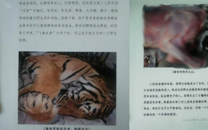 Núp bóng bảo trợ để kinh doanh động vật quý hiếm, một trung tâm ở Trung Quốc bán lông hổ giá... 2,5 tỷ đồng