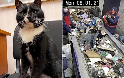 Được cứu từ bãi rác, chú mèo hoang trở thành Thứ trưởng Môi trường trong đúng một nốt nhạc