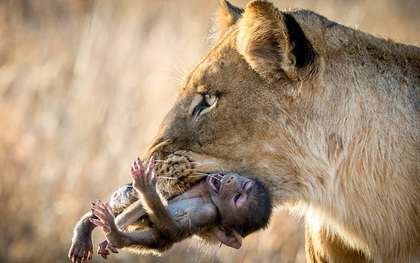 Khoảnh khắc nhói lòng khi sư tử ngoạm chặt chuẩn bị "đánh chén" chú khỉ con, đau đớn nhưng là quy luật nghiệt ngã của tự nhiên