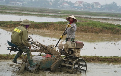 Người dân xuống ruộng làm mùa giữa trời rét “cắt da, cắt thịt“