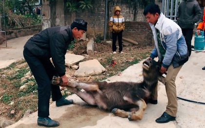 Rét đậm, rét hại khiến nhiều trâu bò ở Điện Biên bị chết rét