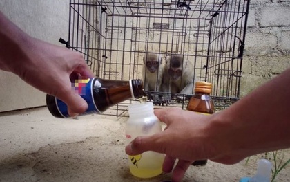 YouTuber khiến dư luận phẫn nộ vì ép khỉ ăn ớt, uống Bò Húc câu view