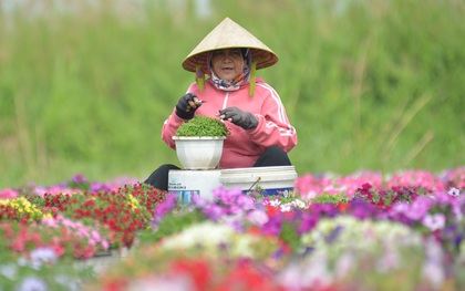 Cánh đồng hoa ở Sài Gòn khoe sắc rực rỡ chào Tết, nhà vườn tất bật “ăn ngủ” cùng hoa