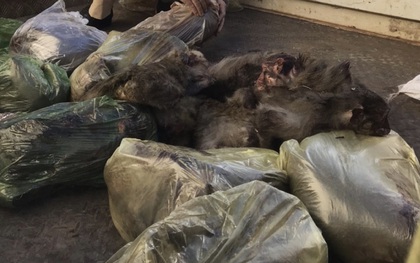 Đắk Lắk: Bắt đối tượng chở cả bao tải khỉ đã chết