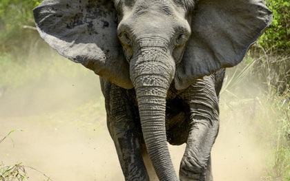 Nhiều cá thể voi không thể mọc ngà do nạn săn trộm