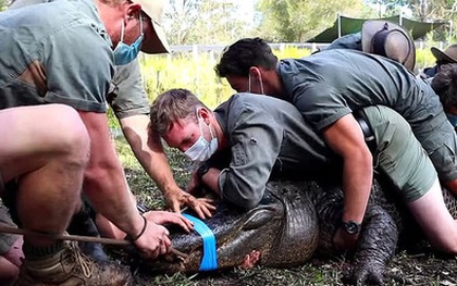 Clip: 12 người đàn ông hợp sức khống chế con cá sấu "cuồng sex" để sơ tán nó đi chỗ khác