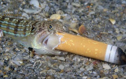 Bức ảnh "Cá hút thuốc" gây tranh cãi đoạt giải thưởng Nhiếp ảnh Đại dương