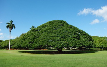 Cây khổng lồ trăm tuổi "hái ra tiền" ở Hawaii