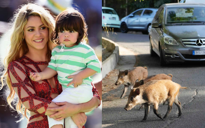 Shakira và con trai 8 tuổi bị 2 con lợn rừng tấn công... cướp túi giữa đường và cái kết không thể "thốn" hơn cùng đống lông heo