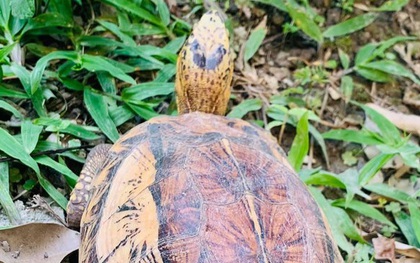 Người đàn ông ở Hà Tĩnh giao nộp 44 cá thể rùa quý hiếm