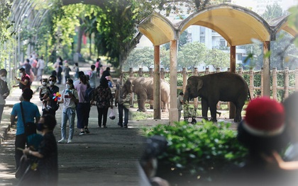 Ngày đầu Thảo Cầm Viên Sài Gòn mở cửa sau 6 tháng tạm dừng vì dịch, người dân háo hức mua vé ghé thăm bầy thú