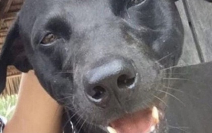 Chú chó bị bỏ mặc đến chết trong thùng vận chuyển gây chấn động Indonesia