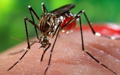 Ấn Độ đối mặt với đợt bùng phát lây nhiễm virus Zika mới