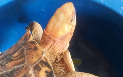 Cá thể rùa quý hiếm có tên trong Sách đỏ "đi lạc" vào nhà dân