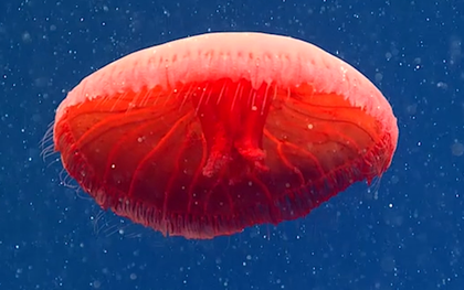 10 sinh vật kỳ lạ được tìm thấy dưới đáy biển sâu trong năm 2021