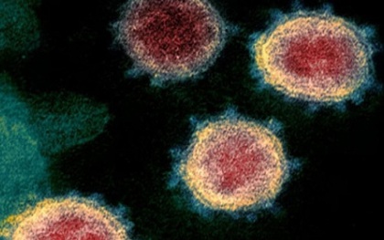 Phơi nhiễm virus có chủ đích ở người: Con đường giải mã bí ẩn về SARS-CoV-2?
