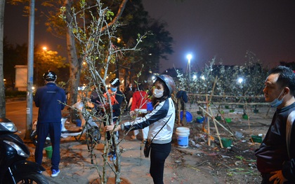 Người Hà Nội rộ mốt chơi hoa lê tiền triệu sau Tết, chuyên gia lên tiếng: "Nên cấm việc chặt lê rừng"