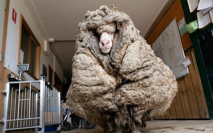 Cụ cừu hoang có bộ lông to sụ nặng 35kg như khoác chăn bông khiến nhiều người hiếu kỳ đã "lột xác" ngoạn mục với vẻ ngoài mới