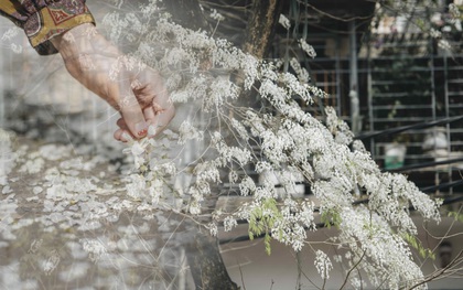 Có một mùa hoa "độc quyền" Hà Nội, những ngày này phủ trắng khắp nơi như tuyết nhiệt đới