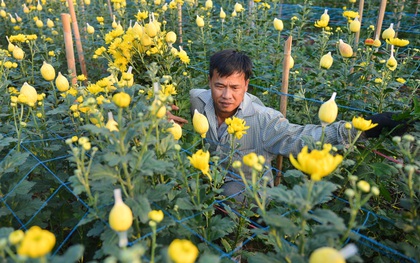 Hoa nở đúng dịp Tết, người dân làng Tây Tựu vẫn thấp thỏm vì dịch Covid-19: ''Có người mua hoa nhưng giá quá rẻ''