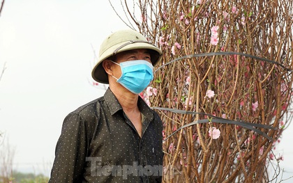 Người dân Chí Linh trước nguy cơ mất trắng vụ đào Tết vì COVID-19