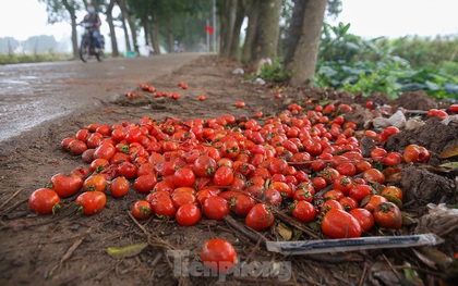 200 tấn rau củ quả "ế", người dân Hà Nội đổ ngoài đồng