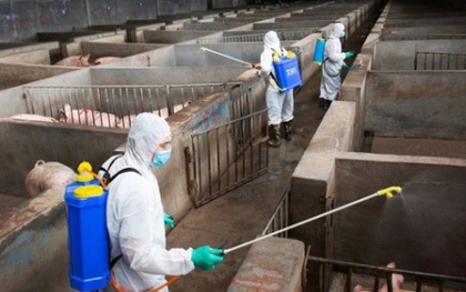 Trung Quốc phát hiện ít nhất 4 biến thể virus gây tả lợn châu Phi