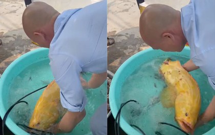 Cá mú biển vàng óng dài 60cm được trả giá hơn 200 triệu đồng, chủ gara ô tô vẫn không bán