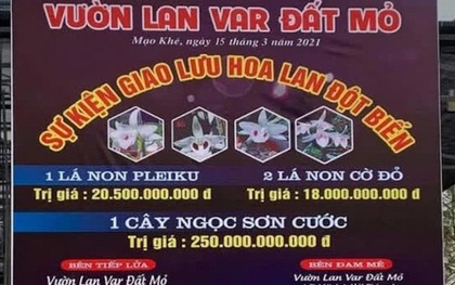 "Màn" mua bán lan đột biến gần 300 tỷ đồng ở Quảng Ninh: Đại diện Cục thuế nói gì?