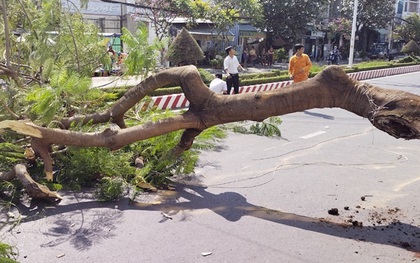 Cây phượng chục năm tuổi bật gốc đè người phụ nữ bị thương