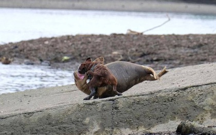 Cái chết của chú hải cẩu 9 tháng tuổi khiến nước Anh thương tiếc: Bị chó dữ "nhà giàu" tấn công dữ dội tạo nên cảnh hiện trường đẫm máu