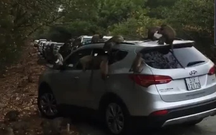 Hàng chục chú khỉ "đại náo" ô tô quên đóng cửa ở Cần Giờ