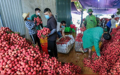 Bắc Giang đã tiêu thụ gần 110.000 tấn vải