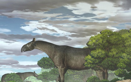 Kinh hãi tê giác "quái thú" 26,5 triệu tuổi giống khủng long, gấp 4 lần voi