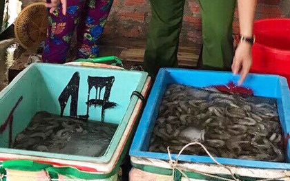 Bắt quả tang người đàn ông vận chuyển hơn 600kg tôm sú chứa bột thạch Agar