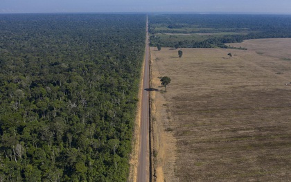 Kỷ lục 1.180km² rừng Amazon tại Brazil bị phá hủy trong tháng 5