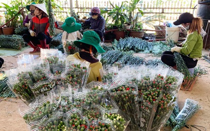 Hàng chục triệu cành hoa Tết Đoan ngọ ở Đà Lạt "tắc" đầu ra
