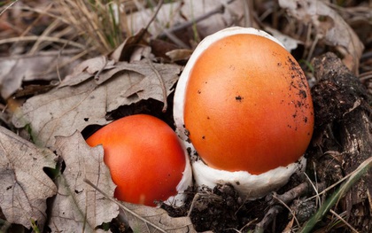 "Trứng gà ngoi lên từ lòng đất": Của ngon, hiếm có khó tìm, giá nửa triệu đồng/kg