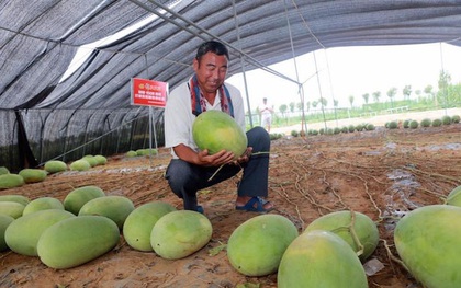 Cây dưa hấu siêu mắn chưa từng thấy trên thế giới: "Đẻ sòn sòn" 131 quả/vụ, lá chẳng thấy đâu mà trái sum sê