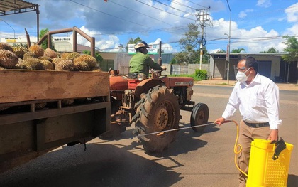 Sầu riêng rụng đầy gốc, giá rớt thảm chưa từng thấy