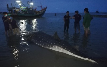 Người dân Nghệ An thắp hương, đào mộ chôn con cá mập nặng hơn 1 tấn trôi dạt vào bờ biển