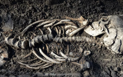 Phát hiện hài cốt 1.000 năm tuổi của trẻ sinh đôi ở Thụy Điển
