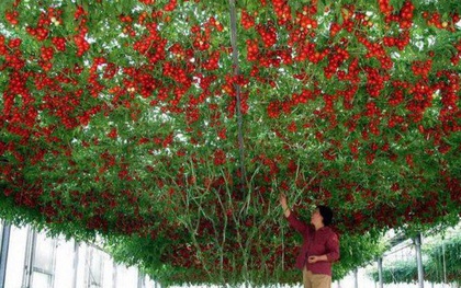 Lóa mắt với giống cà chua cho quả chi chít đỏ rực khắp giàn, lập kỷ lục thế giới với 32.000 quả một vụ