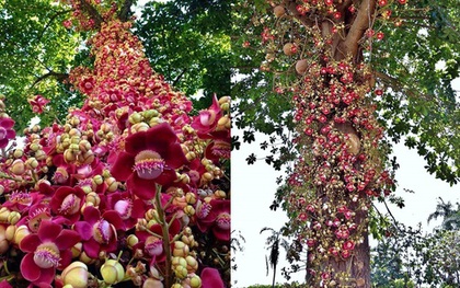 Loài hoa mọc chen chúc tua tủa từ gốc đến ngọn: Sở hữu vẻ đẹp xao xuyến, ẩn chứa ý nghĩa đặc biệt và được người Việt quý vô cùng