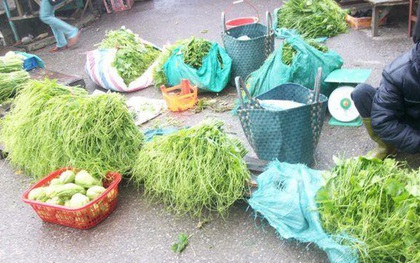 Rau, hoa Sapa rớt giá thảm